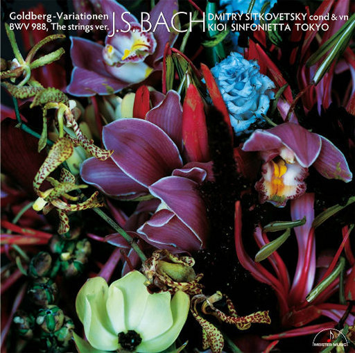 动物交配全过程马和驴高清版
